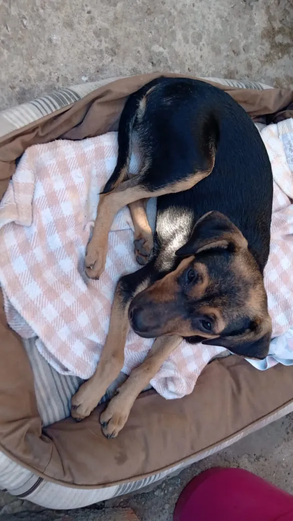Cachorro ra a SRD idade 7 a 11 meses nome Lindinha