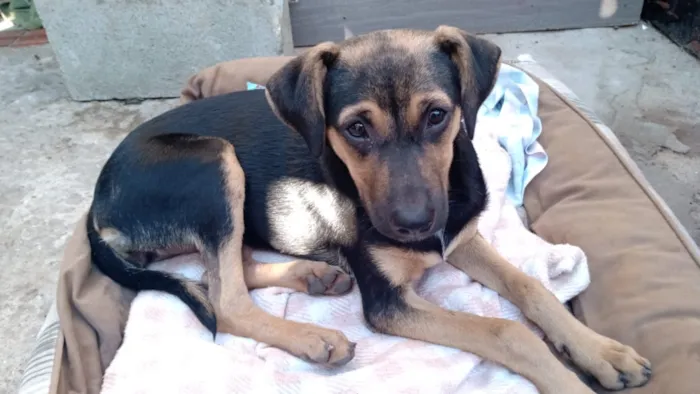 Cachorro ra a SRD idade 7 a 11 meses nome Lindinha