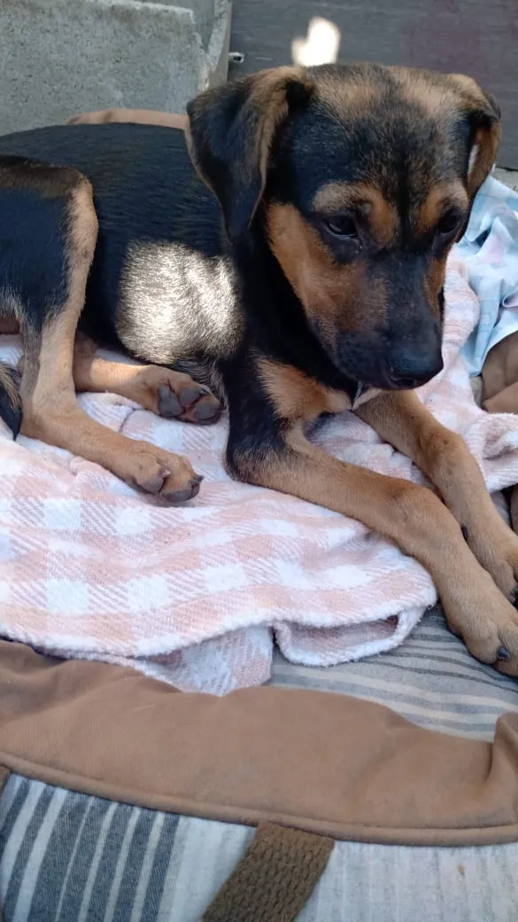 Cachorro ra a SRD idade 7 a 11 meses nome Lindinha
