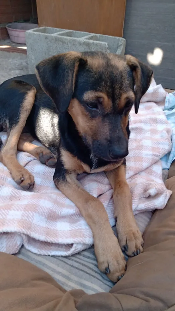 Cachorro ra a SRD idade 7 a 11 meses nome Lindinha