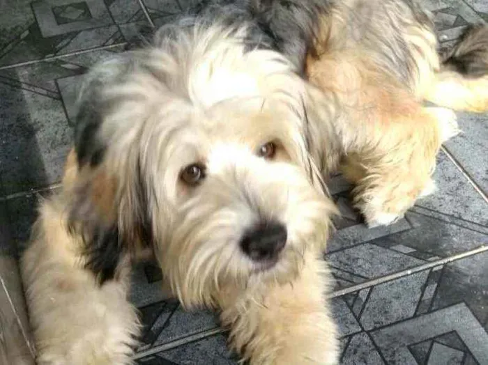 Cachorro ra a  idade 2 anos nome Nick