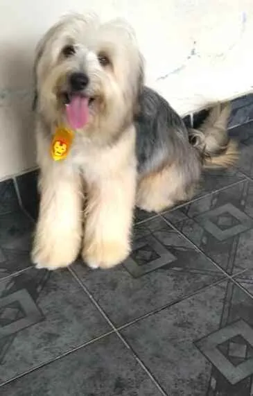 Cachorro ra a  idade 2 anos nome Nick
