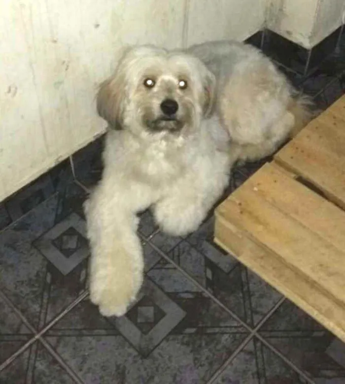 Cachorro ra a  idade 2 anos nome Nick