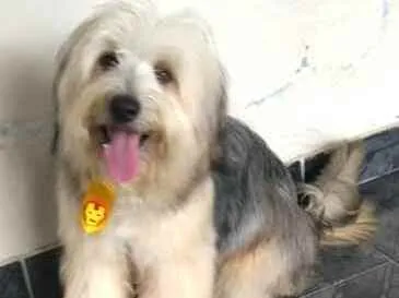 Cachorro ra a  idade 2 anos nome Nick