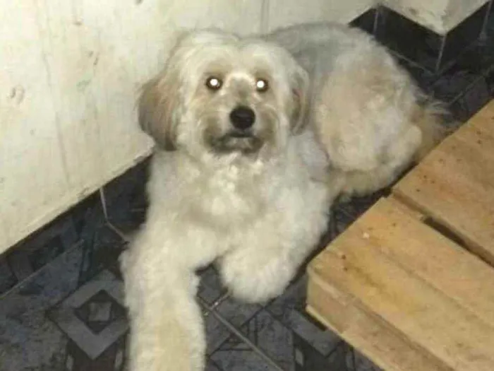 Cachorro ra a  idade 2 anos nome Nick