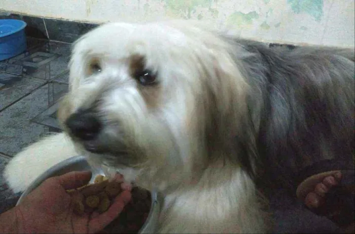 Cachorro ra a  idade 2 anos nome Nick