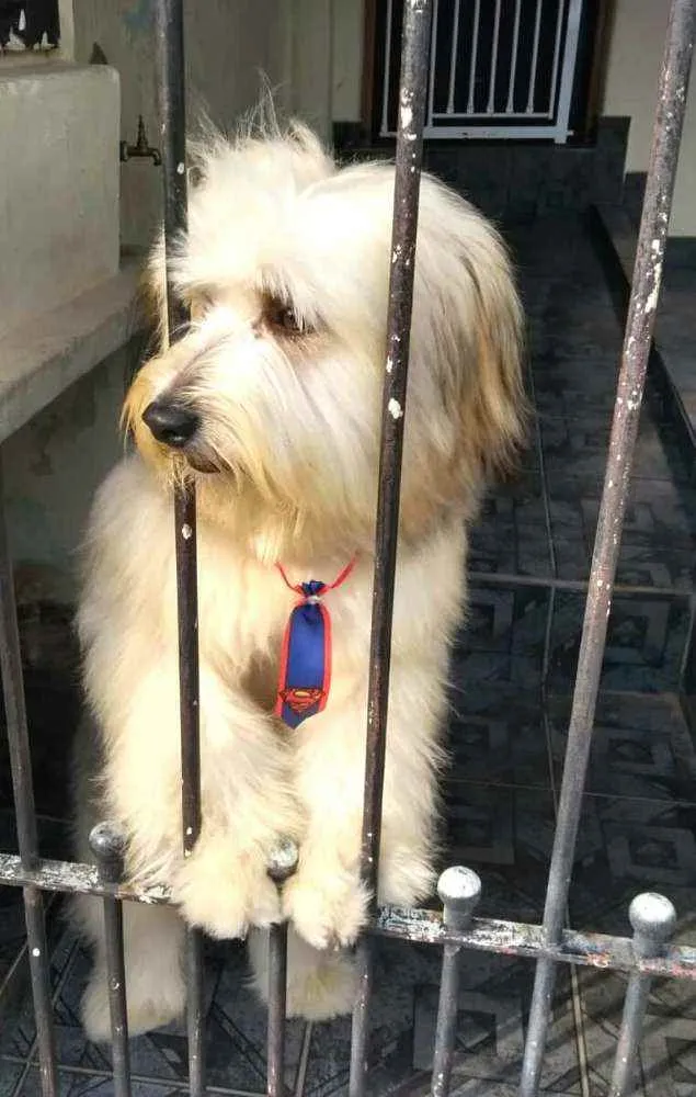 Cachorro ra a  idade 2 anos nome Nick