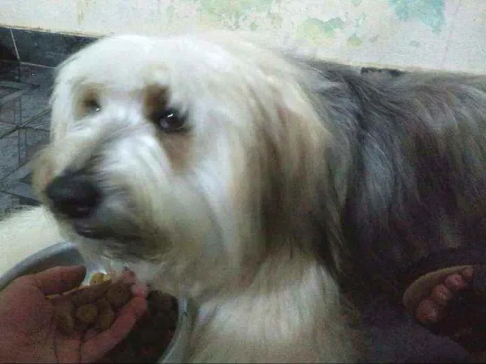 Cachorro ra a  idade 2 anos nome Nick
