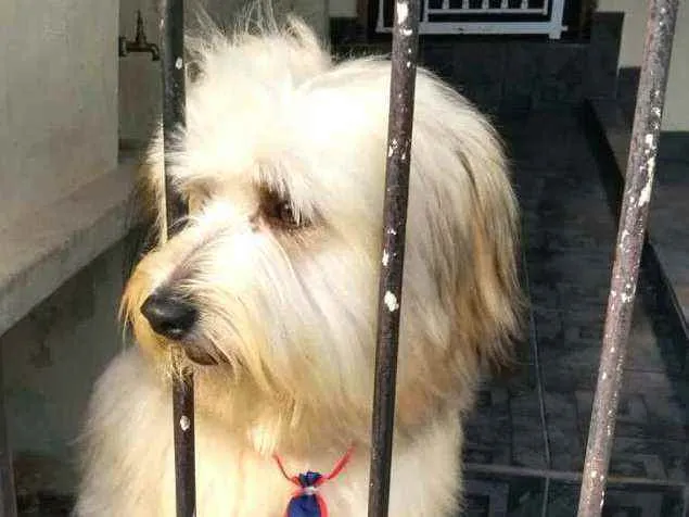 Cachorro ra a  idade 2 anos nome Nick