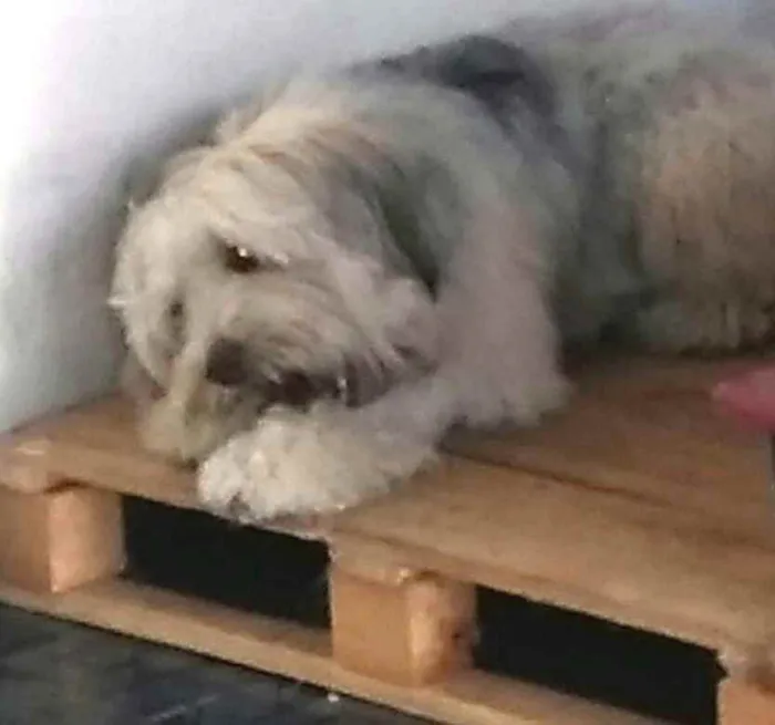 Cachorro ra a  idade 2 anos nome Nick