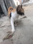 Lili