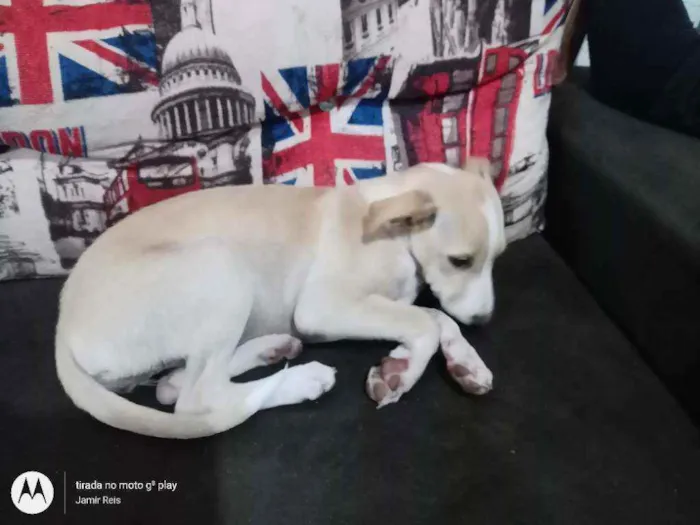 Cachorro ra a Sem raça definida  idade 2 a 6 meses nome Kiara e Slink