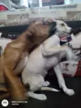Kiara e Slink