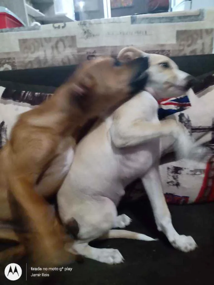 Cachorro ra a Sem raça definida  idade 2 a 6 meses nome Kiara e Slink