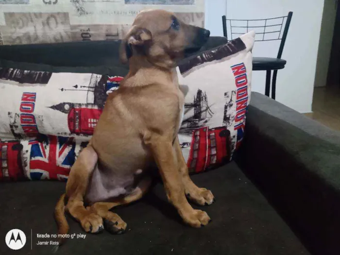 Cachorro ra a Sem raça definida  idade 2 a 6 meses nome Kiara e Slink