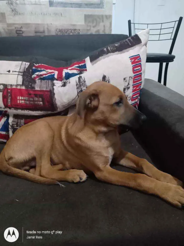 Cachorro ra a Sem raça definida  idade 2 a 6 meses nome Slink