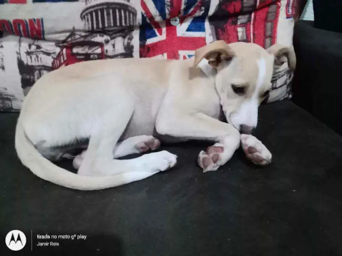Cachorro ra a  idade 2 a 6 meses nome Kiara