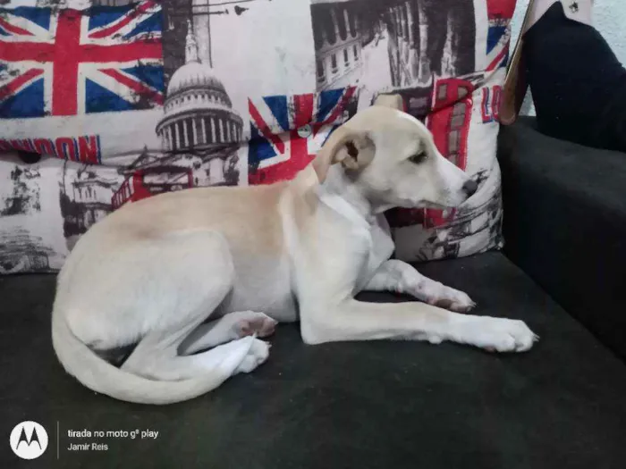 Cachorro ra a  idade 2 a 6 meses nome Kiara