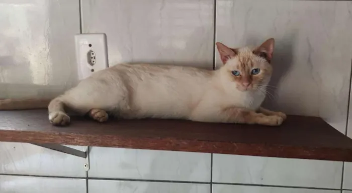 Gato ra a SRD-ViraLata idade 3 anos nome Steve
