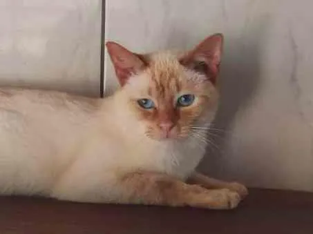 Gato ra a SRD-ViraLata idade 3 anos nome Steve