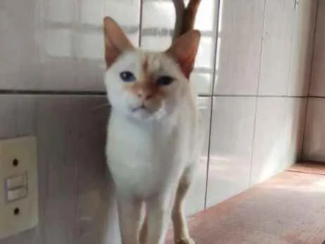 Gato ra a SRD-ViraLata idade 3 anos nome Steve