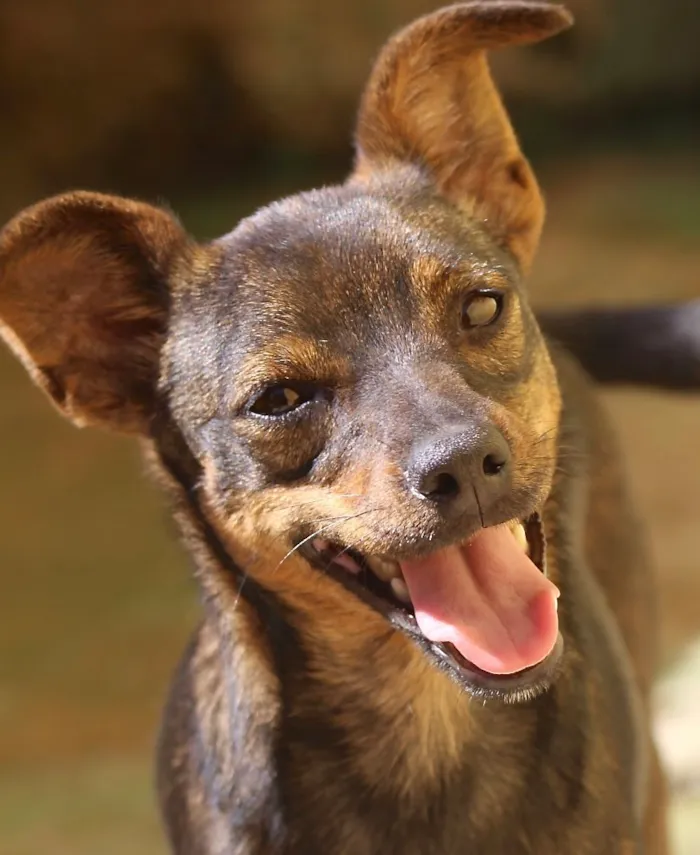 Cachorro ra a  idade  nome Vivi Filhote Pequena