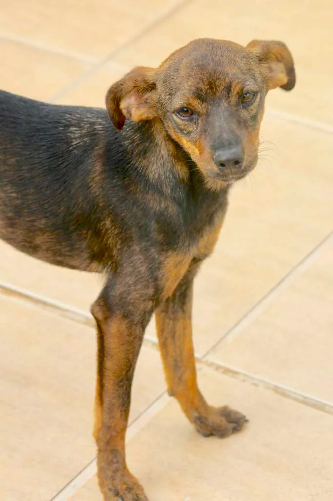 Cachorro ra a  idade  nome Vivi Filhote Pequena