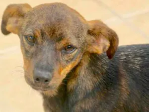 Cachorro raça  idade  nome Vivi Filhote Pequena