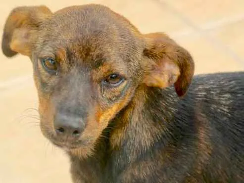 Cachorro ra a  idade  nome Vivi Filhote Pequena