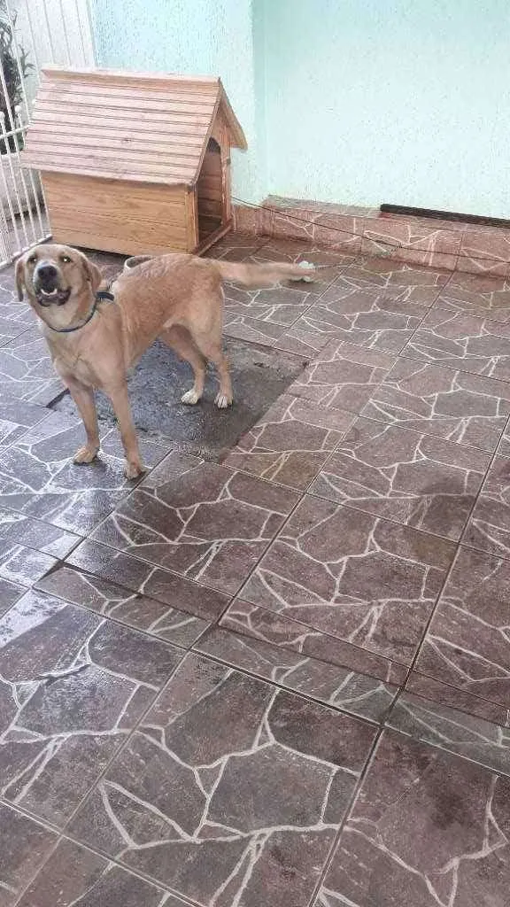 Cachorro ra a Srd idade 7 a 11 meses nome Amora
