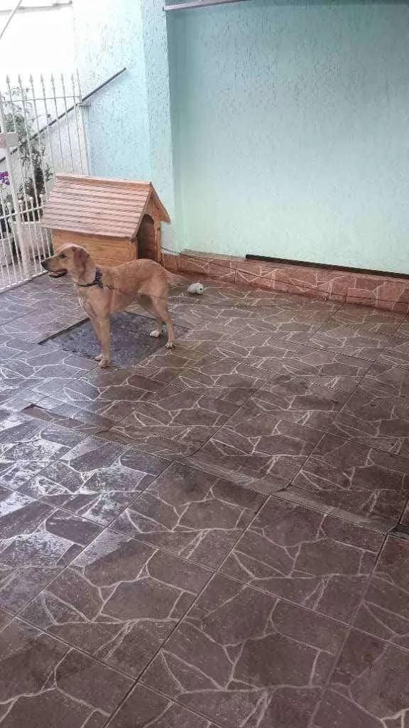 Cachorro ra a Srd idade 7 a 11 meses nome Amora