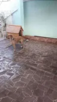 Amora