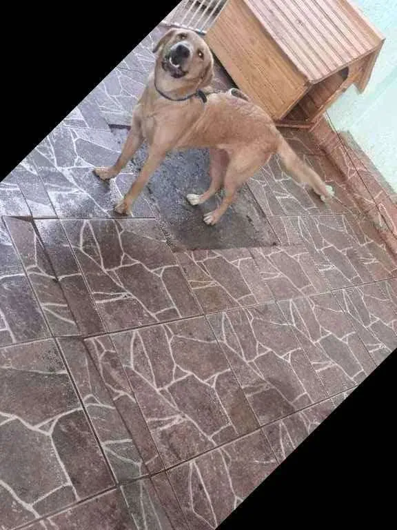 Cachorro ra a Srd idade 7 a 11 meses nome Amora