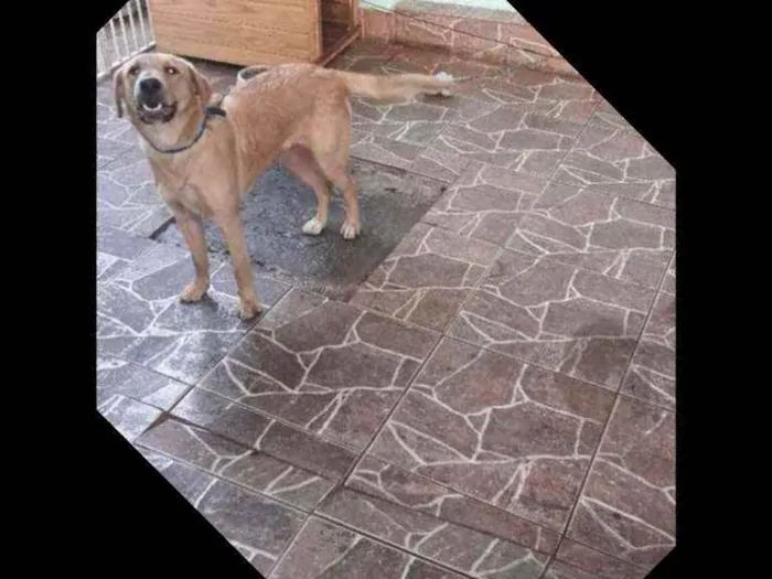 Cachorro ra a Srd idade 7 a 11 meses nome Amora