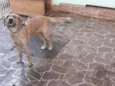 Amora