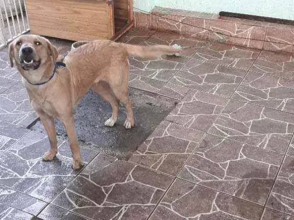 Cachorro ra a Srd idade 7 a 11 meses nome Amora