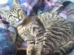 Gato raça SRD idade 2 a 6 meses nome Cecília