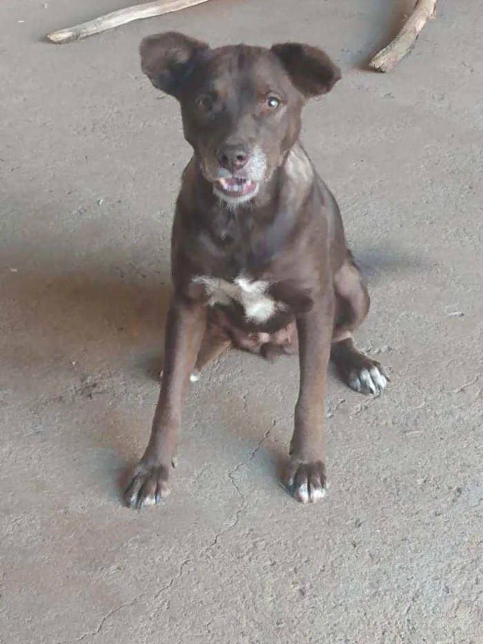 Cachorro ra a SRD idade 3 anos nome Marrom