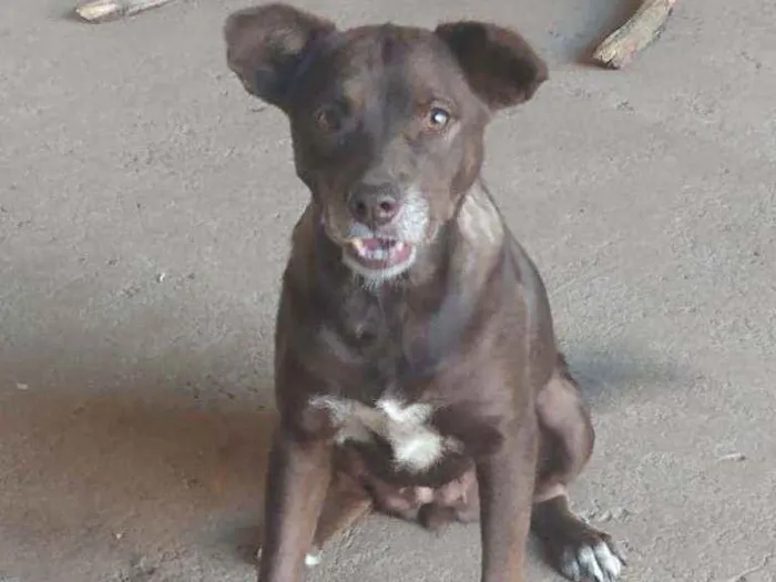 Cachorro ra a SRD idade 3 anos nome Marrom