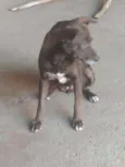 Marrom
