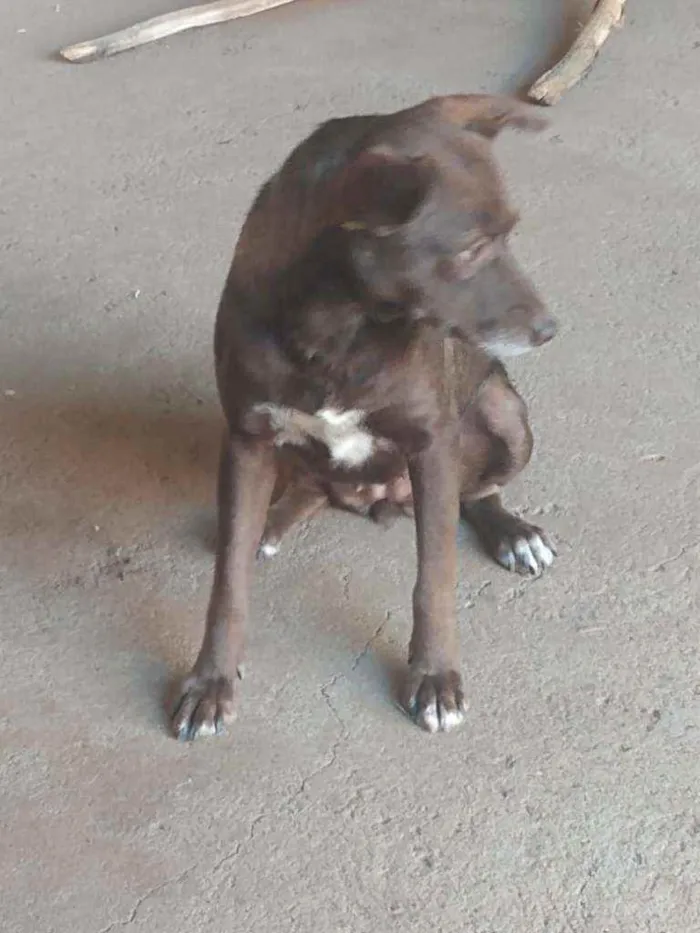 Cachorro ra a SRD idade 3 anos nome Marrom