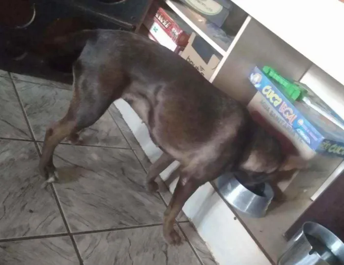 Cachorro ra a SRD idade 3 anos nome Marrom