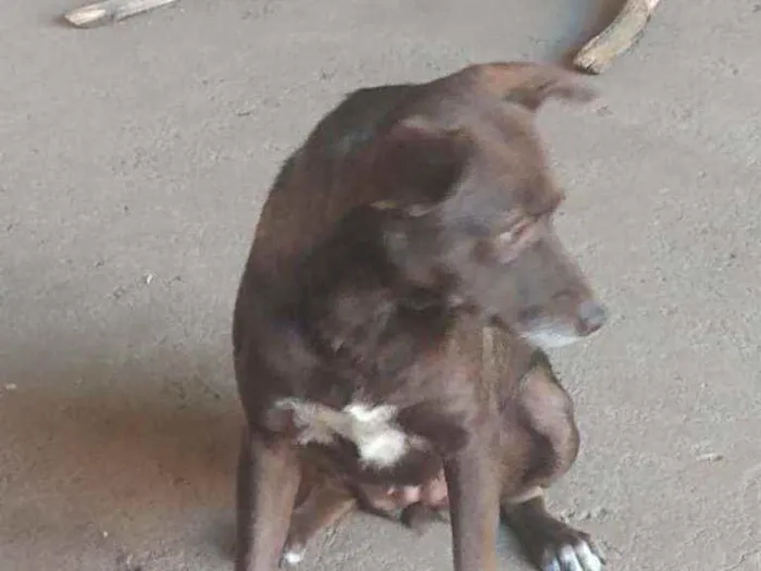 Cachorro ra a SRD idade 3 anos nome Marrom