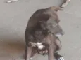 Marrom