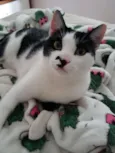 Freddie