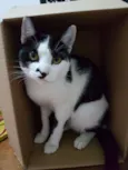 Freddie