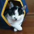 Freddie