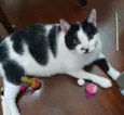 Freddie