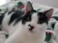 Freddie