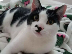 Gato raça SRD idade 2 anos nome Freddie